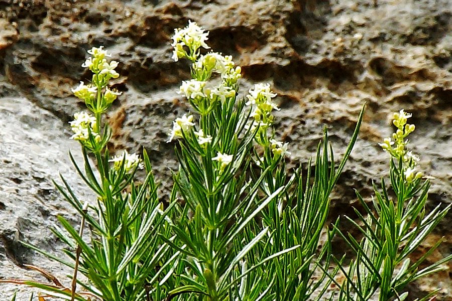 Galium lucidum subsp. venustum